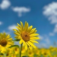 안녕하세요 🌻