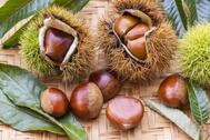 큰 밤 머리카락 아래 🌰