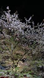 𓂃🌸𓈒𓏸