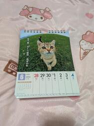 🐈️