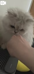 🐱 고양이 펀치🥊
