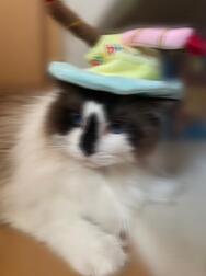 Nyankoroto 🐈🩵