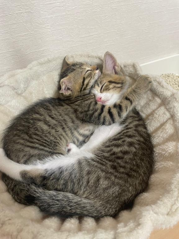 Nyan