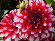 여자 무렵