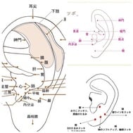 귀를 알고 있니?