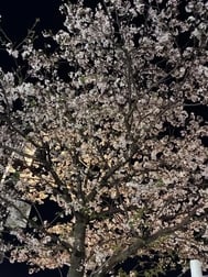 꽃가루 알레르기