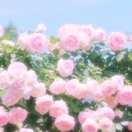 🌸thank you🇺🇸
