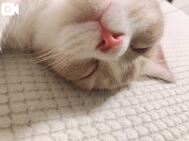 🩷 사랑 고양이