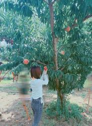 복숭아 사냥에 갔다 🍑💕