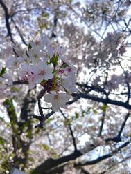 벚꽃🌸