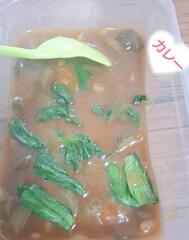 카레