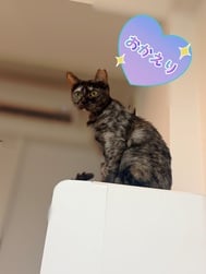 귀가했습니다•*¨*•.¸♬︎