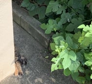 기억