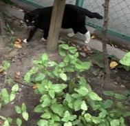 양말을 신은 고양이