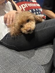 짱짱🐶