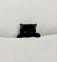오늘